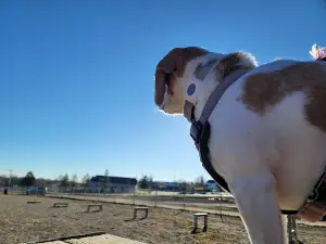 Dog Town Dog Park & Sitting Bull Park