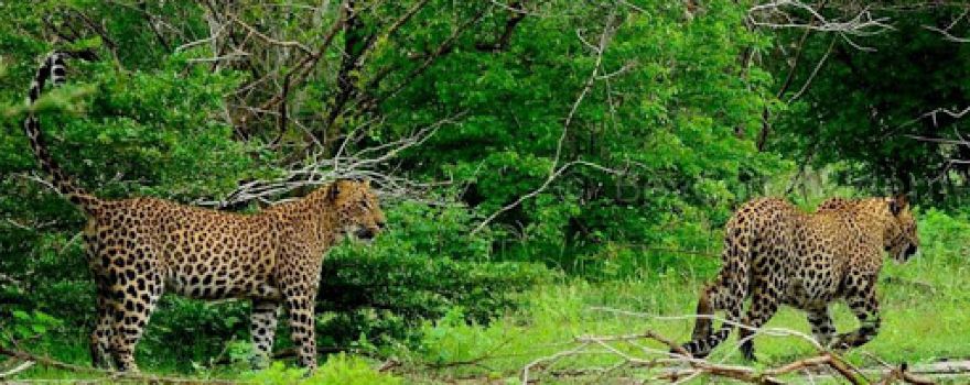Yala Green Safari