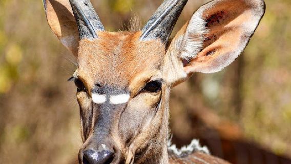 Hoedspruit Wildlife Estate