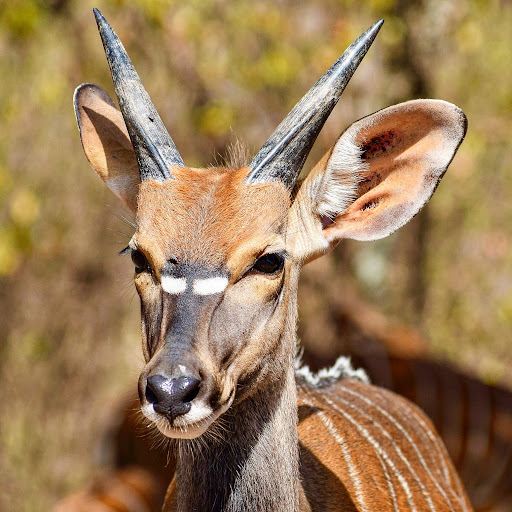 Hoedspruit Wildlife Estate