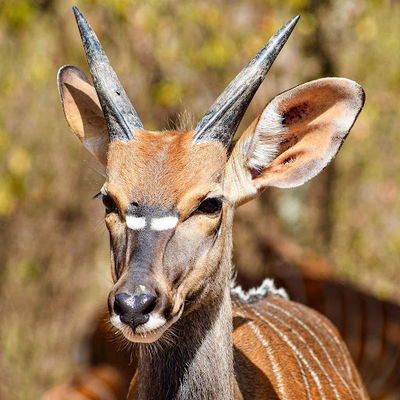 Hoedspruit Wildlife Estate