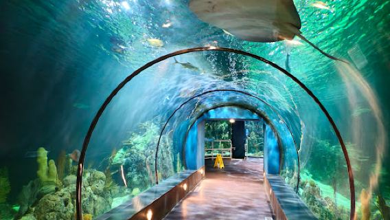 Aquarium At Moody Gardens