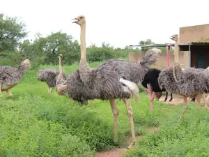Parc Animalier de Ziniaré