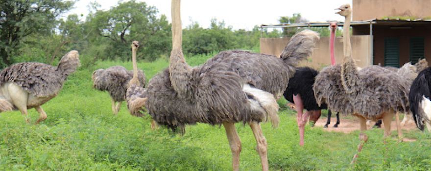 Parc Animalier de Ziniaré