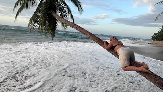 Iara Sosa palm tree