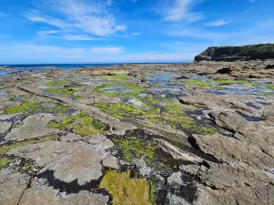 Petrified Forest Curio Bay