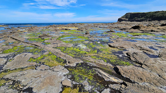 Petrified Forest Curio Bay