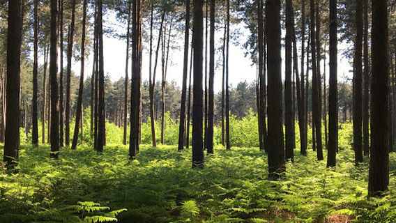 Wachtebeke