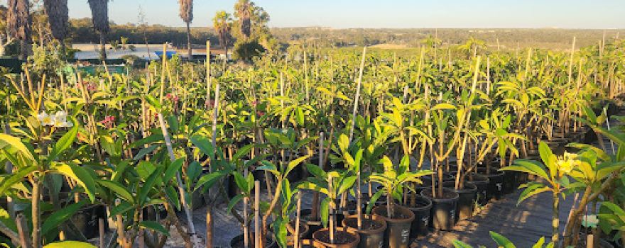 Frangipani Heaven