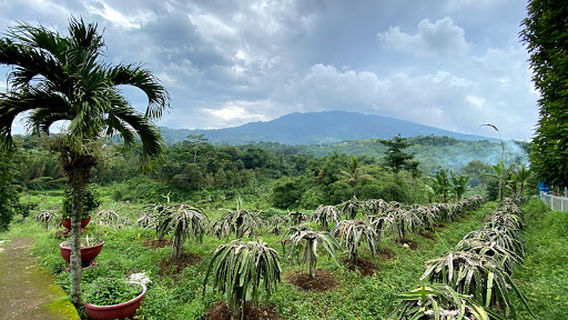 Kebun Durian Warso Farm