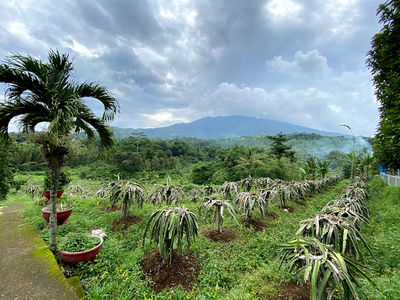Kebun Durian Warso Farm