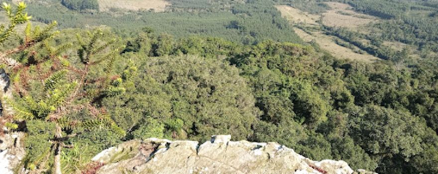 Araucária penhasco Morro do Carapuça