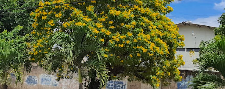 Jurasico Park