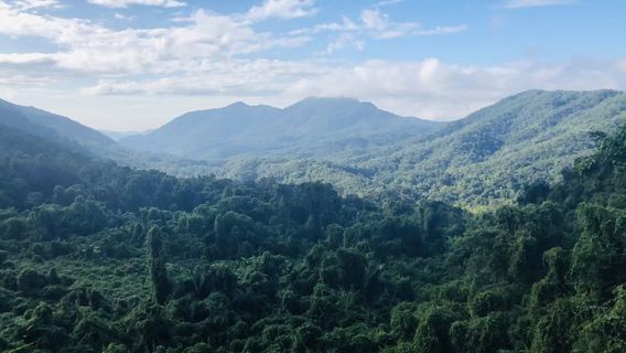 Bawangling National Forest Park Baishitan Scenic Area