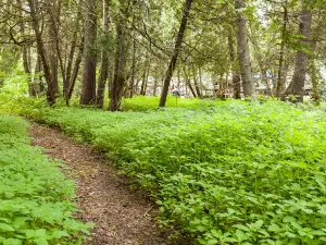 Rapid Brook Camp Ground