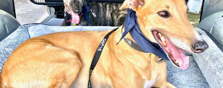 Pooches and Pinot - Private Wine Tours