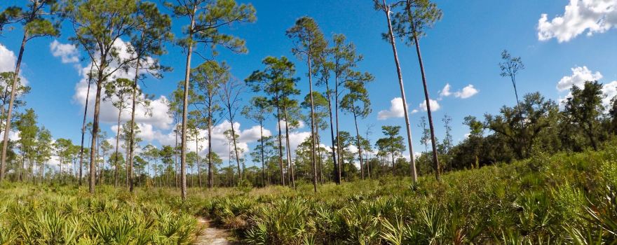Highlands Hammock State Park