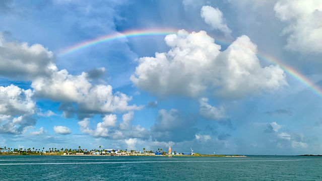 The Original Dolphin Watch