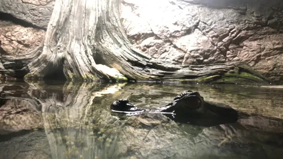 Acquario di Ciquenizza