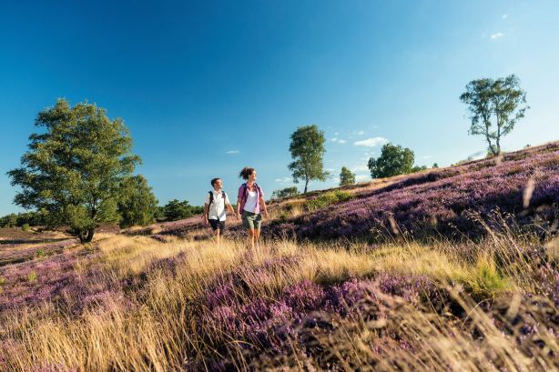 Lüneburg Heath