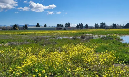 Coyote Hills Regional Park