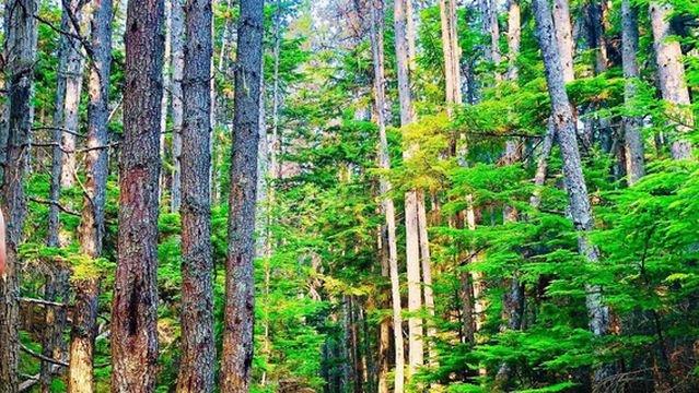 Lower Dewey Lake Hiking Trail