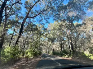 Boranup Karri Forest