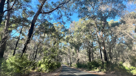 Boranup Karri Forest