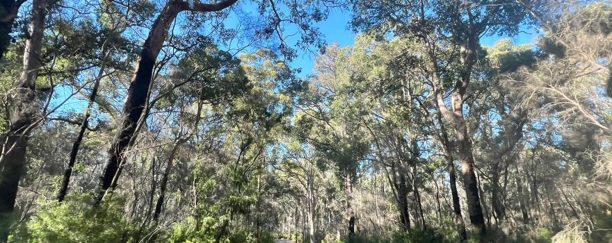 Boranup Karri Forest