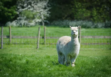 Standalone Farm