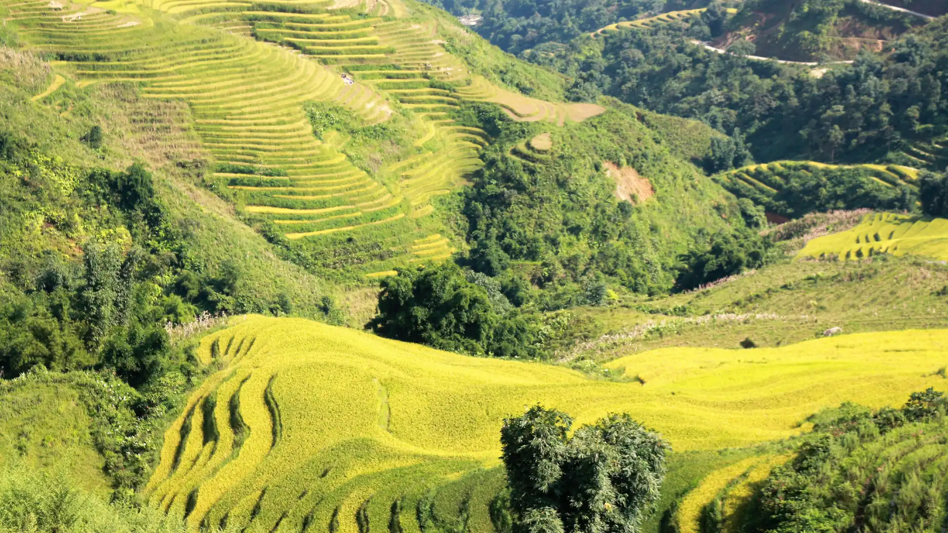 Hotels near Muong Hoa valley
