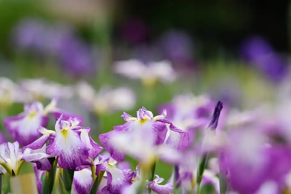 木場潟公園周辺のホテル