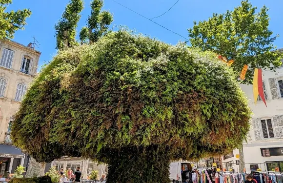 普羅旺斯地區薩隆