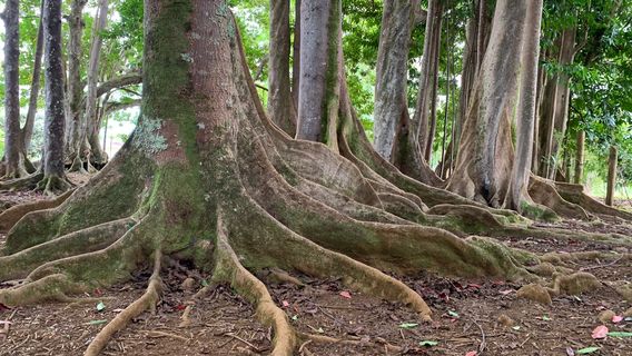 Sacred Rudraksha Forest