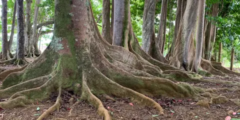 Sacred Rudraksha Forest