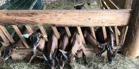 Chèvrerie de Peute Goutte