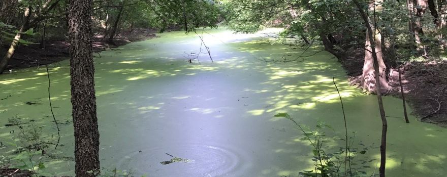 Wilderness Park
