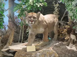 Museum of the San Rafael
