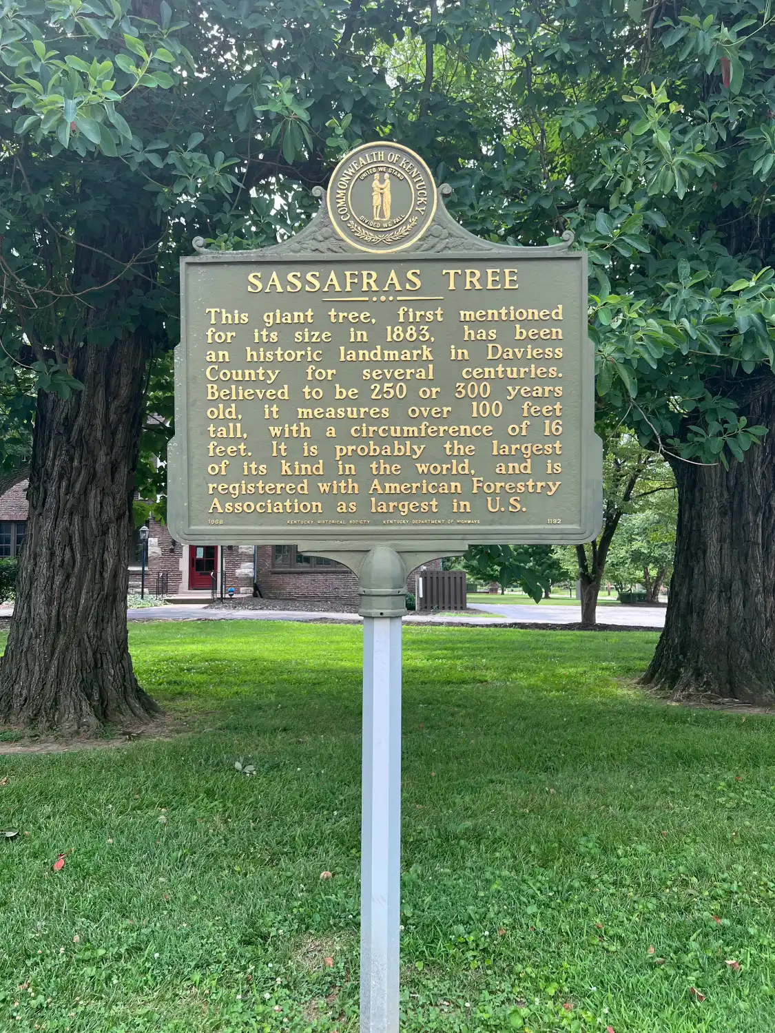 Hotels near Sassafras Tree