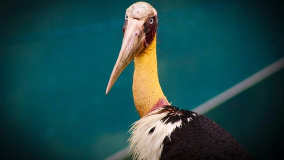 FLC Zoo Safari Park Quy Nhon