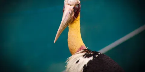 FLC Zoo Safari Park Quy Nhon