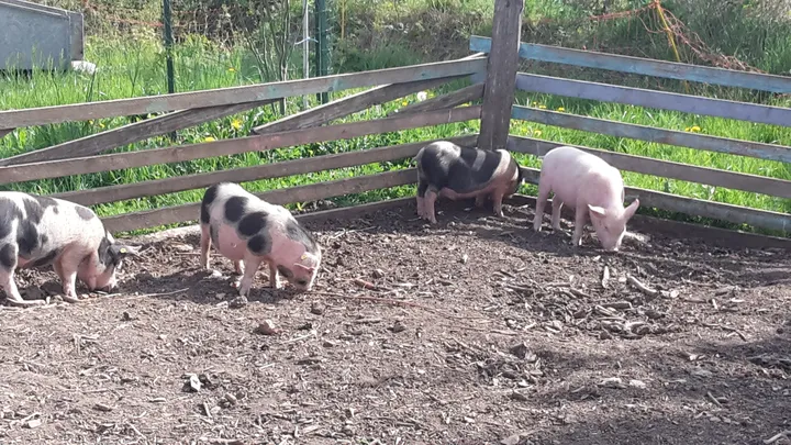 2_Educational farm The little blade of straw