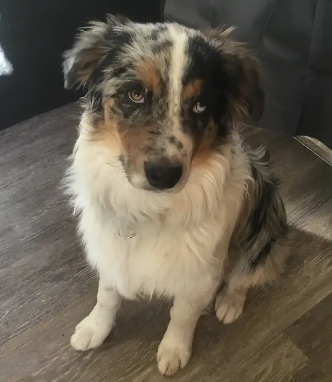 Oakley