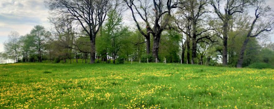 Park Dworski