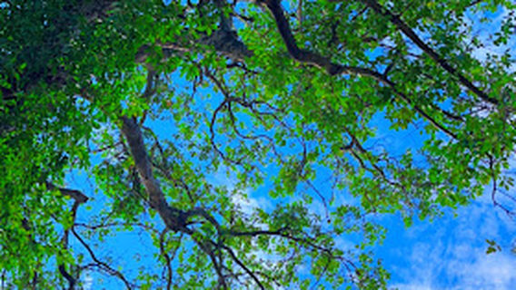 Old tree