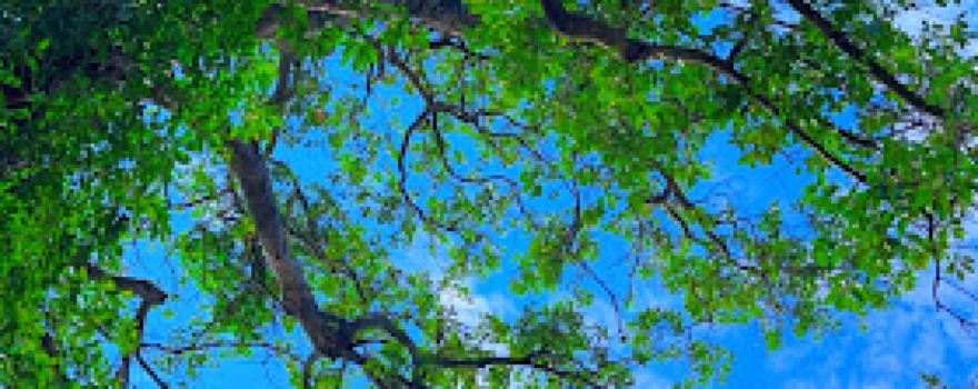 Old tree