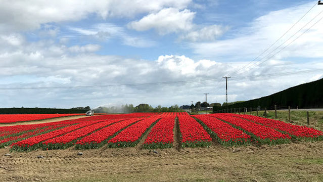 Balclutha Motor Camp