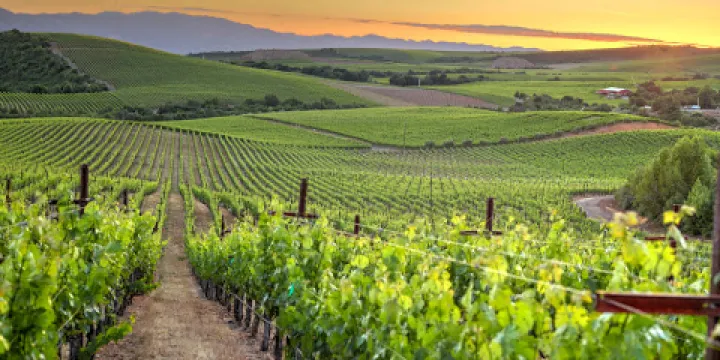 Stagecoach Vineyards