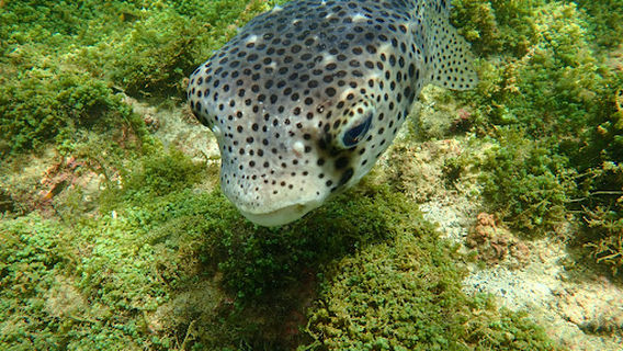 Tunel Ocean tour operator