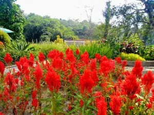 Taman Berbunga Talang Bukit Rantau Puri
